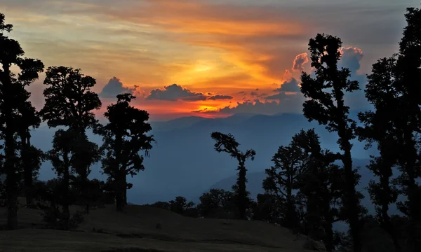 Pôr do sol colorido em um fundo silhueta de árvores escuras — Fotografia de Stock