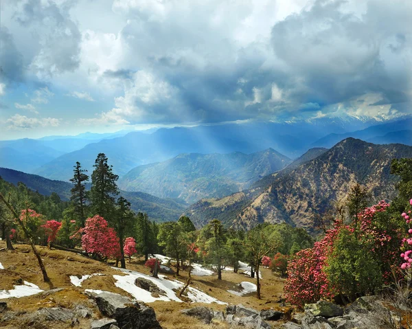 山を背景に咲くロードデンドロン — ストック写真