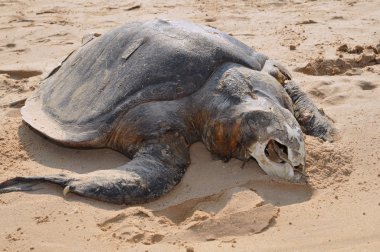 deniz kaplumbağası zeytin ridley lepidochelys olivacea ceset. ind
