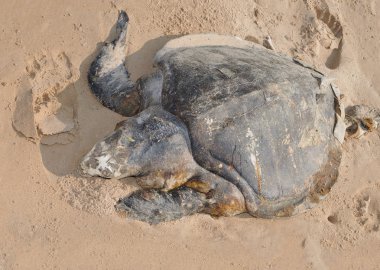 deniz kaplumbağası zeytin ridley lepidochelys olivacea ceset