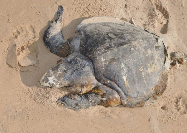 Le corps de la tortue de mer Olive ridley Lepidochelys olivacea — Photo