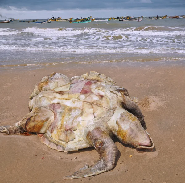 V のビーチにヒメウミガメ lepidochelys olivacea の死者 — ストック写真