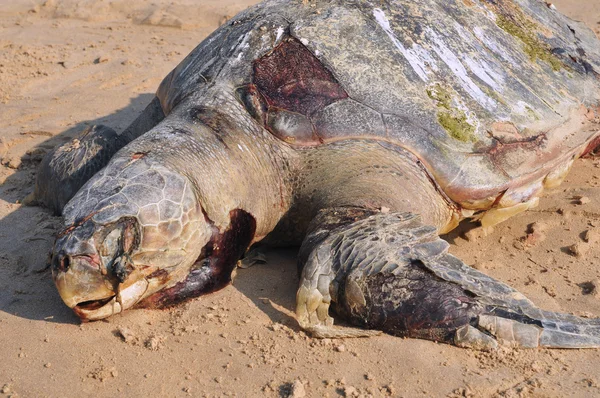 Mort de la tortue de mer Olive ridley Lepidochelys olivacea sur bea — Photo