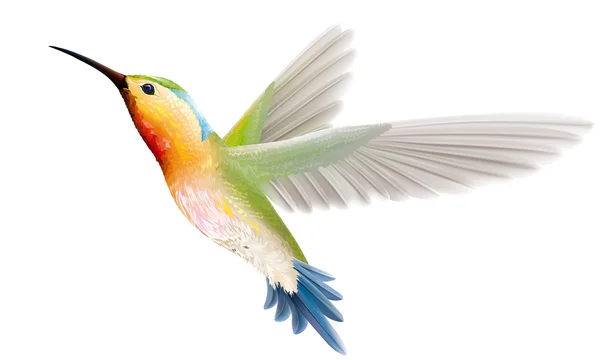 Colibrí sobre fondo blanco — Vector de stock