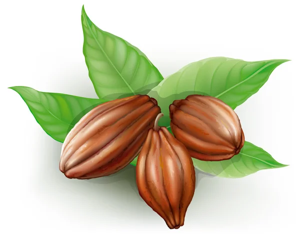 Frutos de cacao — Vector de stock