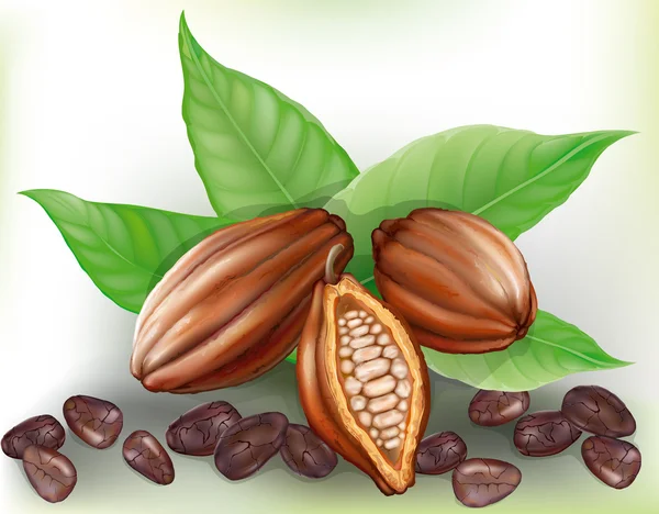 Fruits et céréales de Cacao — Image vectorielle