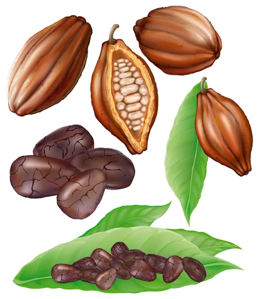 Cacao pod dan biji-bijian - Stok Vektor