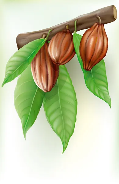 Branche avec cacao aux fruits — Image vectorielle