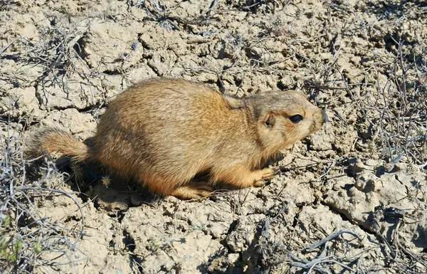 Écureuil roux — Photo