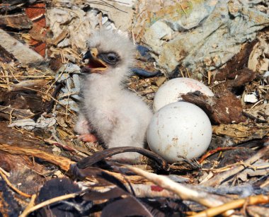 Bozkır yavru kartal aquila nipalensis