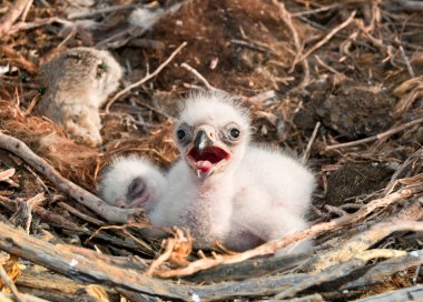 nestlings Steppe Eagle clipart