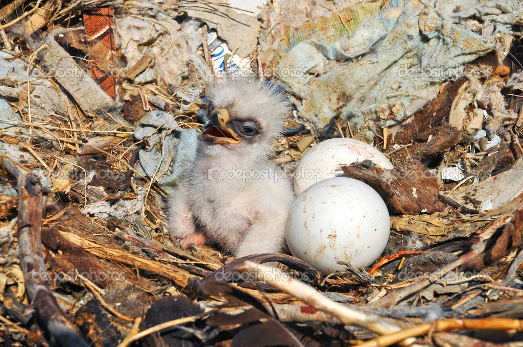 https://st.depositphotos.com/1414629/4881/i/950/depositphotos_48812137-stock-photo-nestling-and-eggs-steppe-eagle.jpg