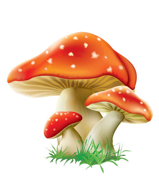Three red mushrooms