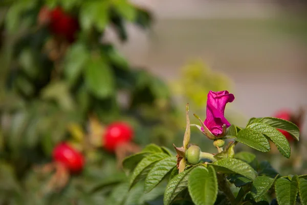 Rosa selvagem Imagem De Stock