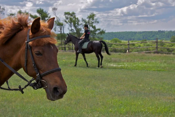 Pferd — Stockfoto