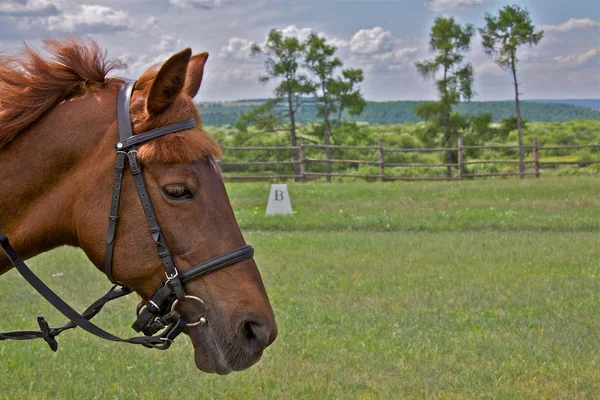 Pferd — Stockfoto