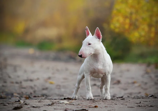 Mini Terriër van de stier — Stockfoto