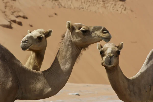 Camellos en el desierto — Foto de Stock