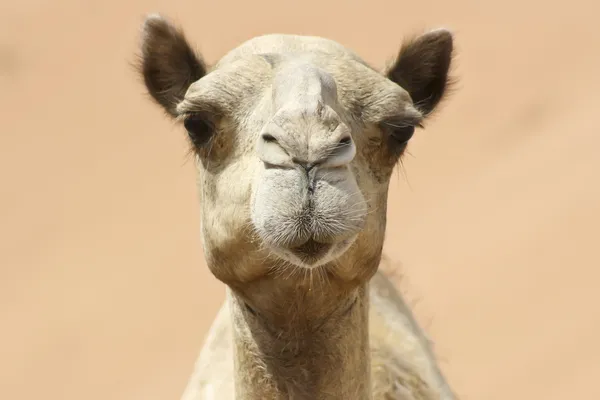 Les chameaux dans le désert Photos De Stock Libres De Droits