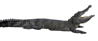 Ağzı açık timsah.