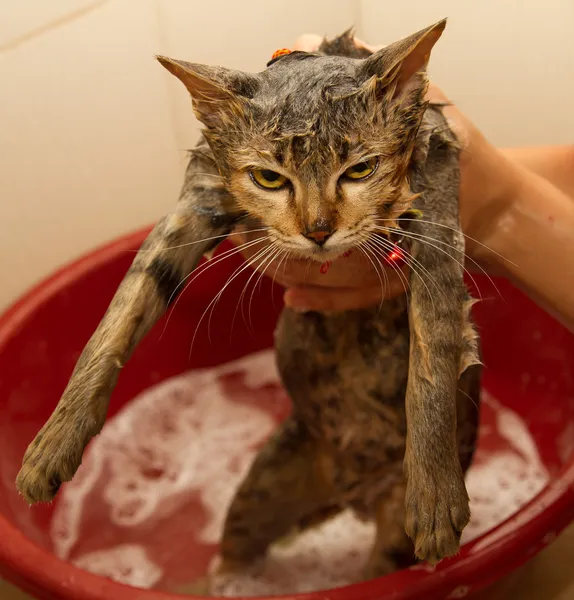 Gatinho de gato molhado no chuveiro — Fotografia de Stock