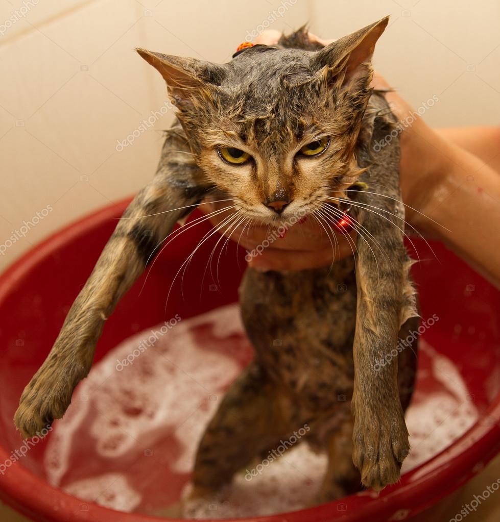 Wet kitty of leaked