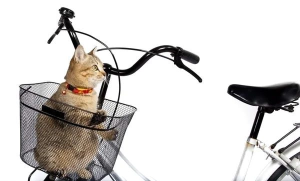 자전거 바구니에 앉아 고양이 — 스톡 사진