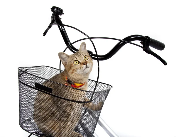 Kucing duduk di keranjang sepeda — Stok Foto