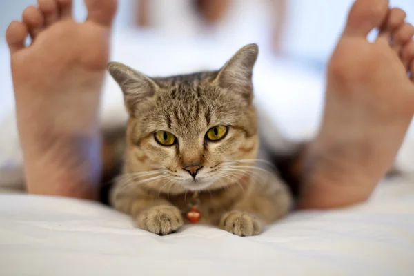 Кот в постели с женскими ногами — стоковое фото