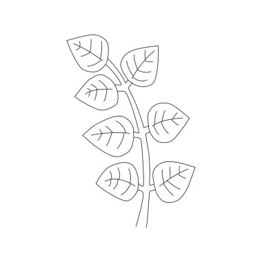 Festival ve düğün ürünleri tasarımı için vektör unsurlar. Dallar, bitkiler, damlalar ve yapraklar. Satır sanatı.