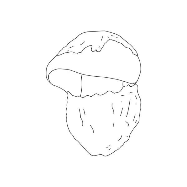 Doodle Cogumelos Vários Cogumelos Esboço Desenhado Mão — Vetor de Stock