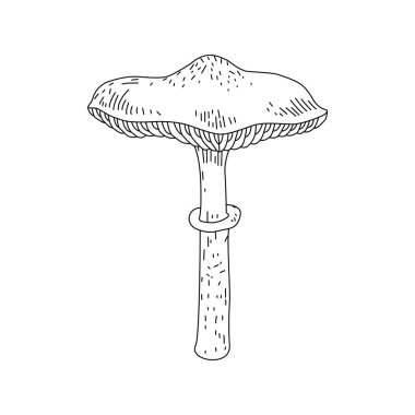 Mantar el çizimi taslak vektör çizimi, ballı agarik, istiridye mantarı, beyaz üzerine izole edilmiş taze organik gıda..