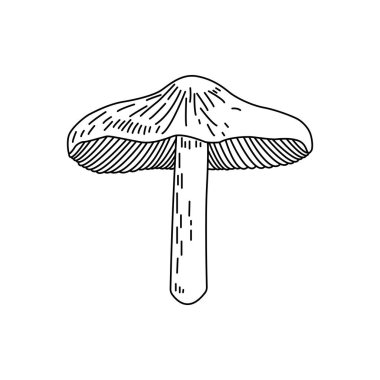 Mantar el çizimi taslak vektör çizimi, ballı agarik, istiridye mantarı, beyaz üzerine izole edilmiş taze organik gıda..