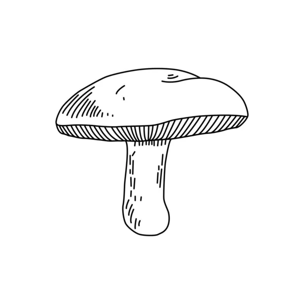 Mushroom Hand Drawn Sketch Vector Illustration Honey Agaric Oyster Mushroom — Stok Vektör