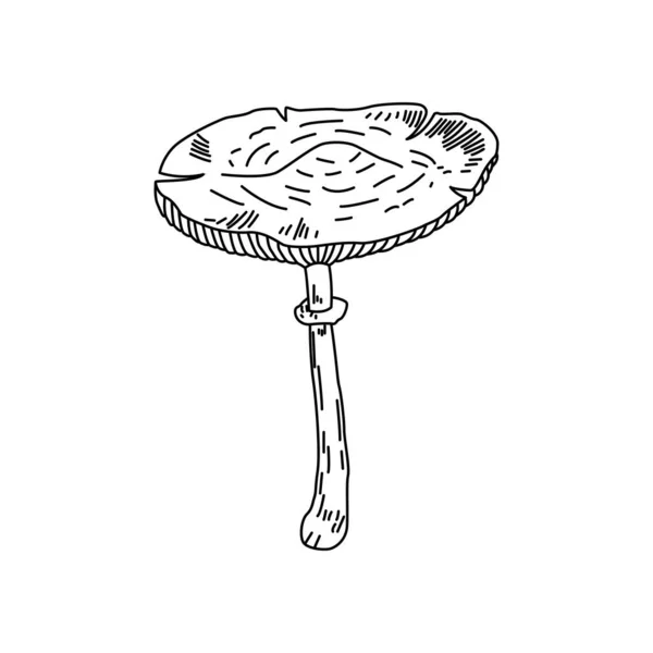 Mushroom Hand Drawn Sketch Vector Illustration Honey Agaric Oyster Mushroom — 图库矢量图片