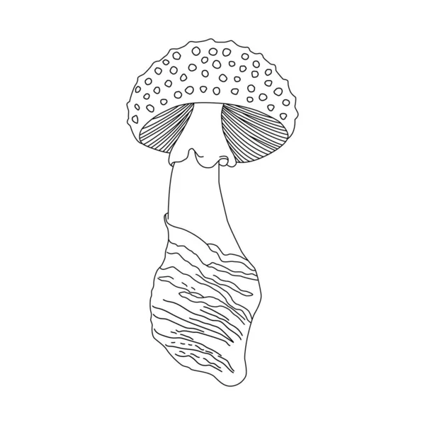 Line Drawing Whole Healthy Organic Mushrooms Farm Logo Identity Fresh — Stock vektor