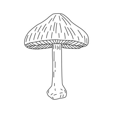 Yenilebilir mantarlar Vektör çizimi, aile farklı grafik çizimler, kesilmiş mantar, izole edilmiş beyaz arkaplan