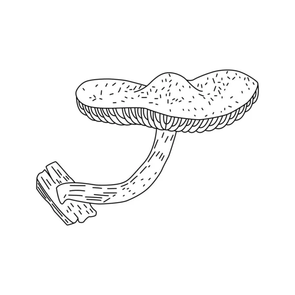 Edible Mushrooms Vector Illustration Drawn Family Different Graphic Drawing Lines — Vector de stock