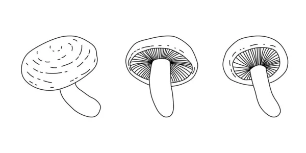Mushroom Doodle Various Mushrooms Hand Drawn Sketch Champignon Chanterelle Shiitake — 图库矢量图片