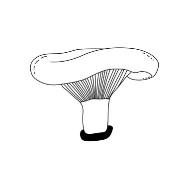 Zehirli mantarlar Vektör çizimi, yenmez mantarlar. beyaz arkaplan.