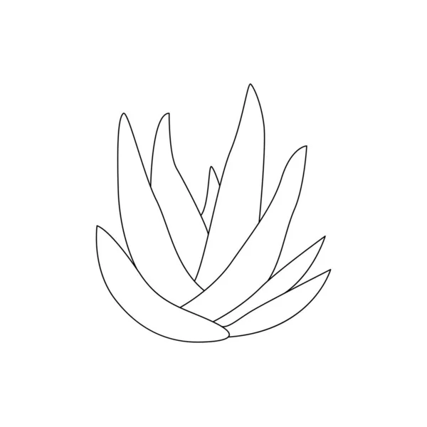 Aloe Vera Hand Drawn Illustration Botanical Design Organic Cosmetics Medicine — Image vectorielle