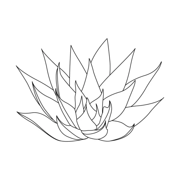 Aloe Vera Hand Drawn Illustration Botanical Design Organic Cosmetics Medicine — 图库矢量图片