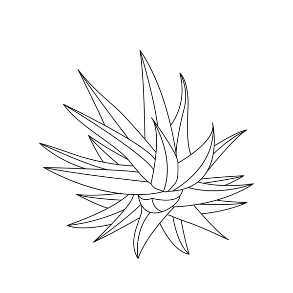 Aloe Vera Hand Drawn Illustration Botanical Design Organic Cosmetics Medicine — Image vectorielle