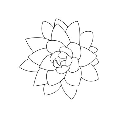 Aloe vera plant illustration drawing engraving ink line art vector