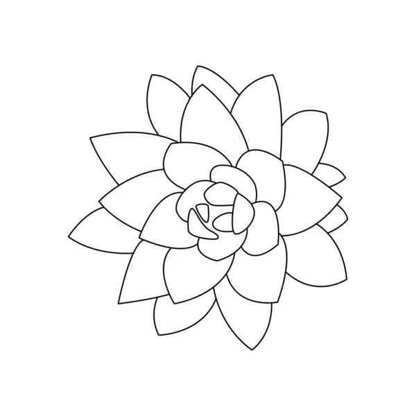 Aloe Vera Plant Illustration Drawing Engraving Ink Line Art Vector — Image vectorielle