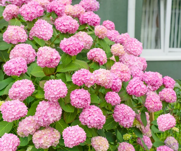Flowers, pink hydrangea bush — Stock Image Flowers, pink hydrangea bush Stock Picture