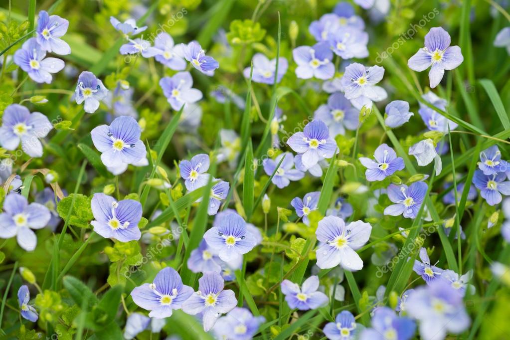 Flowers blue Veronica — Stock Photo © ottochka 42810409