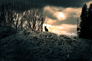 Tepedeki bir köpeğin silueti, arka plandaki koyu ağaç dalları ve turuncu gökyüzü