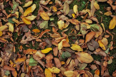 Bahçedeki yeşil çimlere ya da parka düşen sarı sonbahar yaprakları. Doğa sonbahar arkaplanı