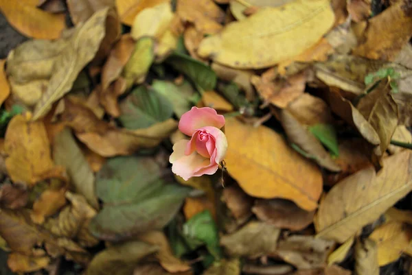 Розовая Роза Возле Пожелтевших Осенних Листьев Саду Парке — стоковое фото
